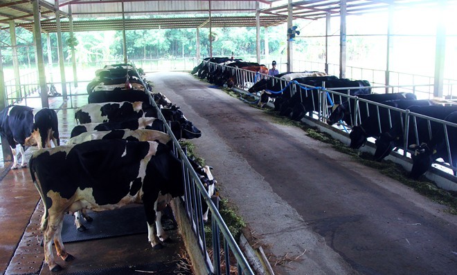 Kaum tani kabupaten Cu Chi, kota Ho Chi Minh mencapai kesejahteraan dari pemeliharaan sapi perah - ảnh 1